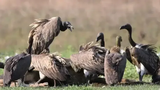 Slender-billed Vulture ជាក្រុមស៊ីសាច់ដែលឃើញពីដំណើរទេសចរណ៍ SVC