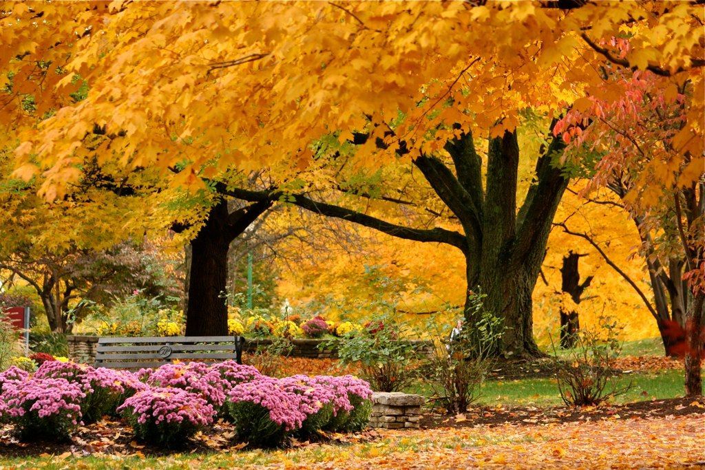 Autumn scene: yellow and orange foliage, pink flowers, bench in a park.
