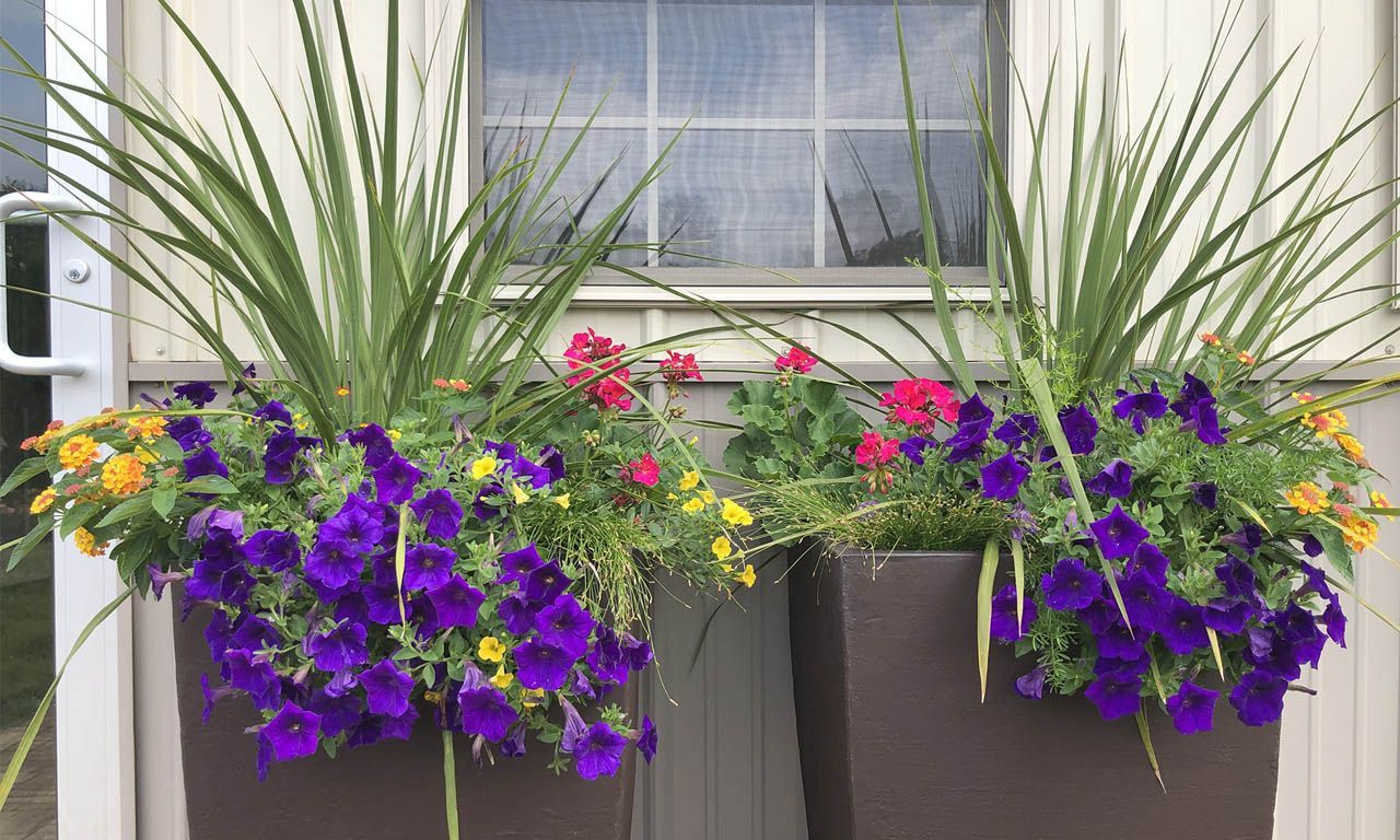 Two square planters with purple petunias, yellow and red flowers, and tall green grass in front of a window.
