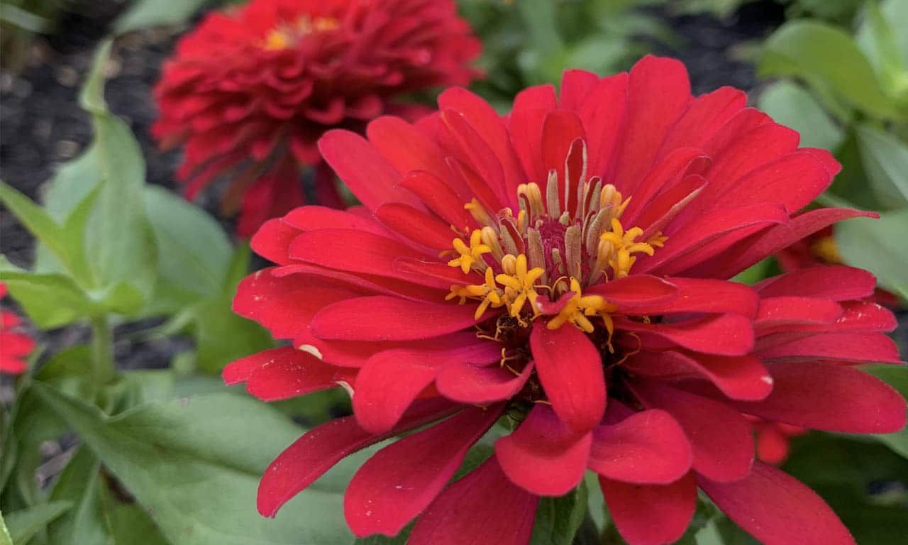 Red zinnia flower in full bloom, with a second flower blurred in the background; green leaves.