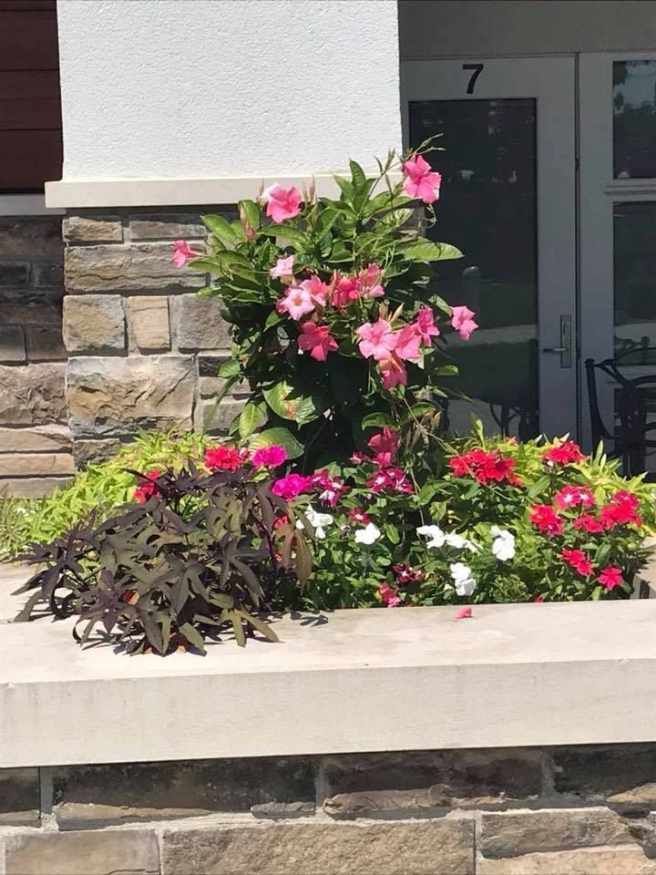 Flower bed with pink and red flowers, dark purple foliage, in front of a white building with the number 7 on the door.