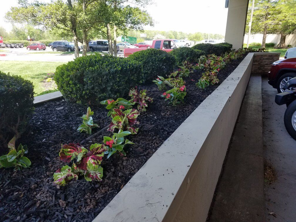 Flower bed with green and red plants, black mulch, and a concrete wall.