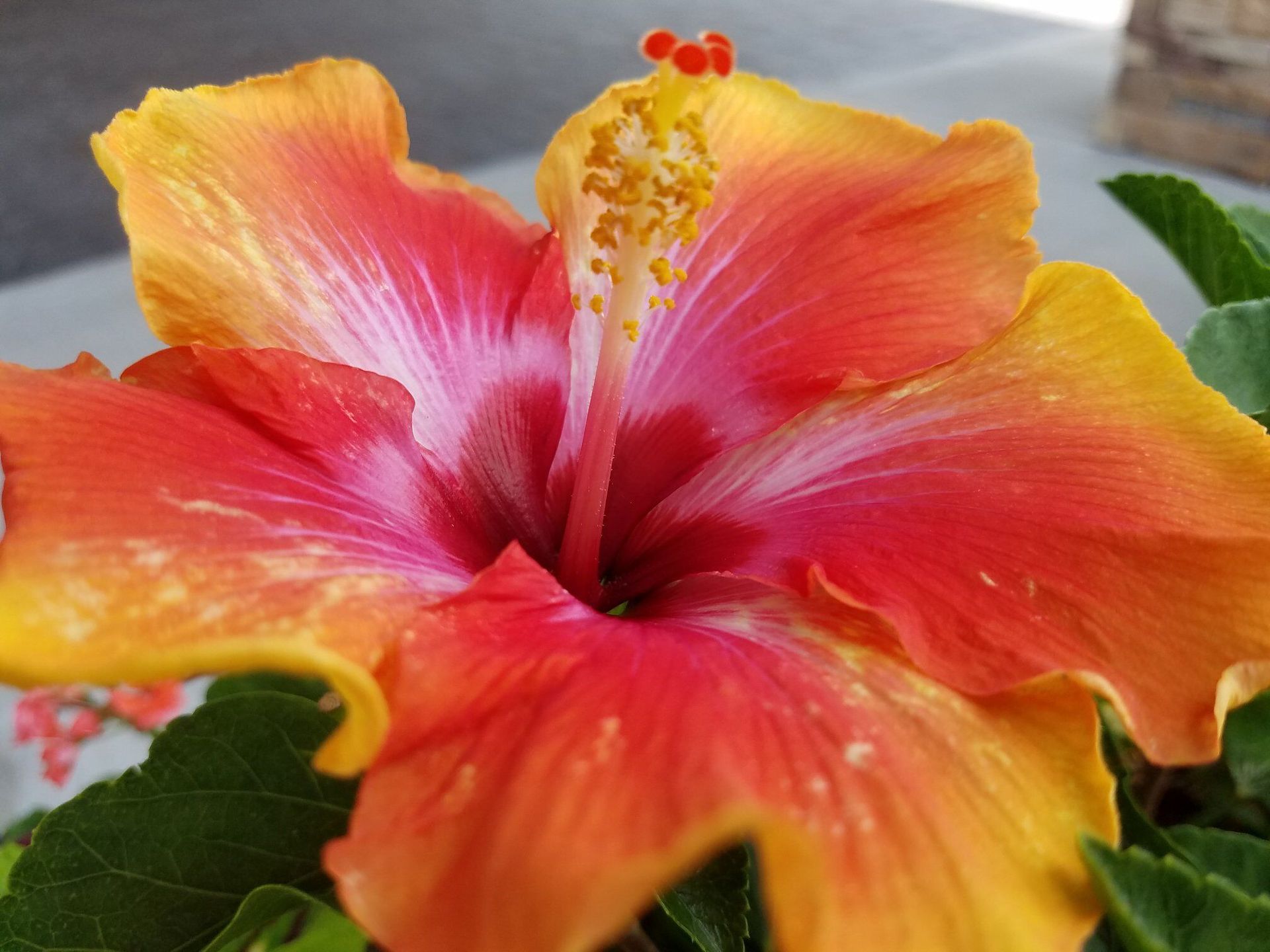 Close-up of a colorful hibiscus flower with orange, yellow, and pink petals.