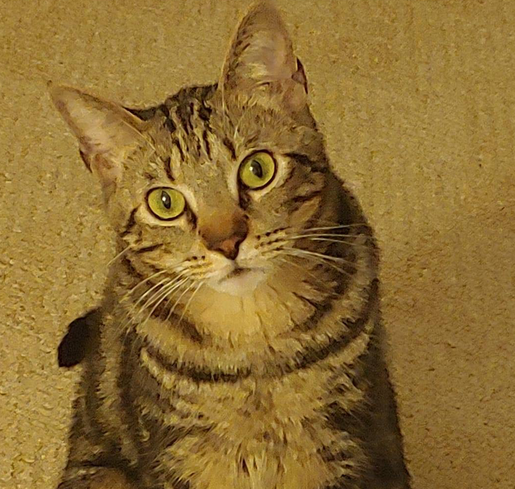 a cat with green eyes is sitting on a carpet and looking at the camera .