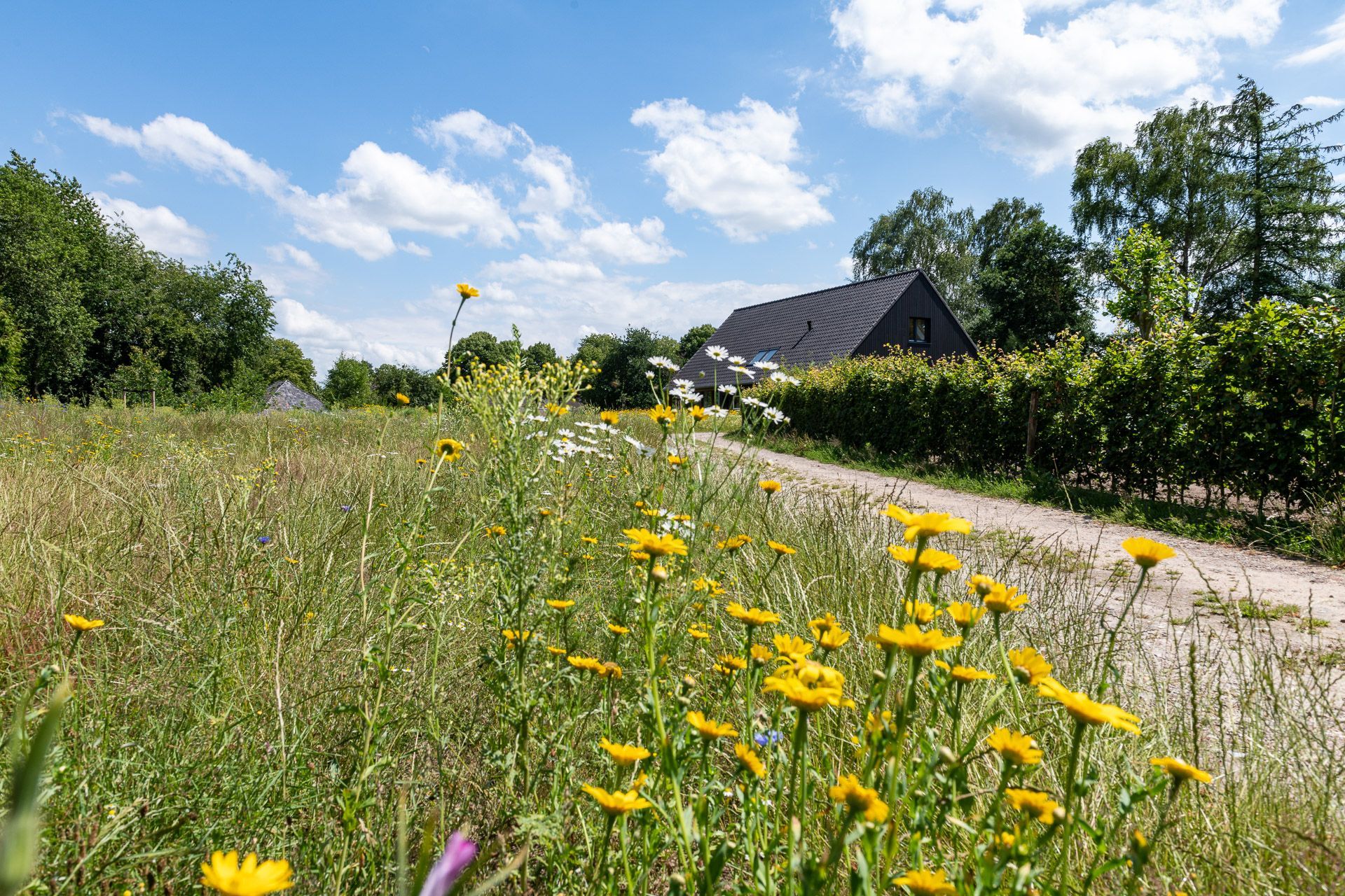 Wilde bloemen in een grasveld met een pad dat naar huizen leidt onder een blauwe hemel.