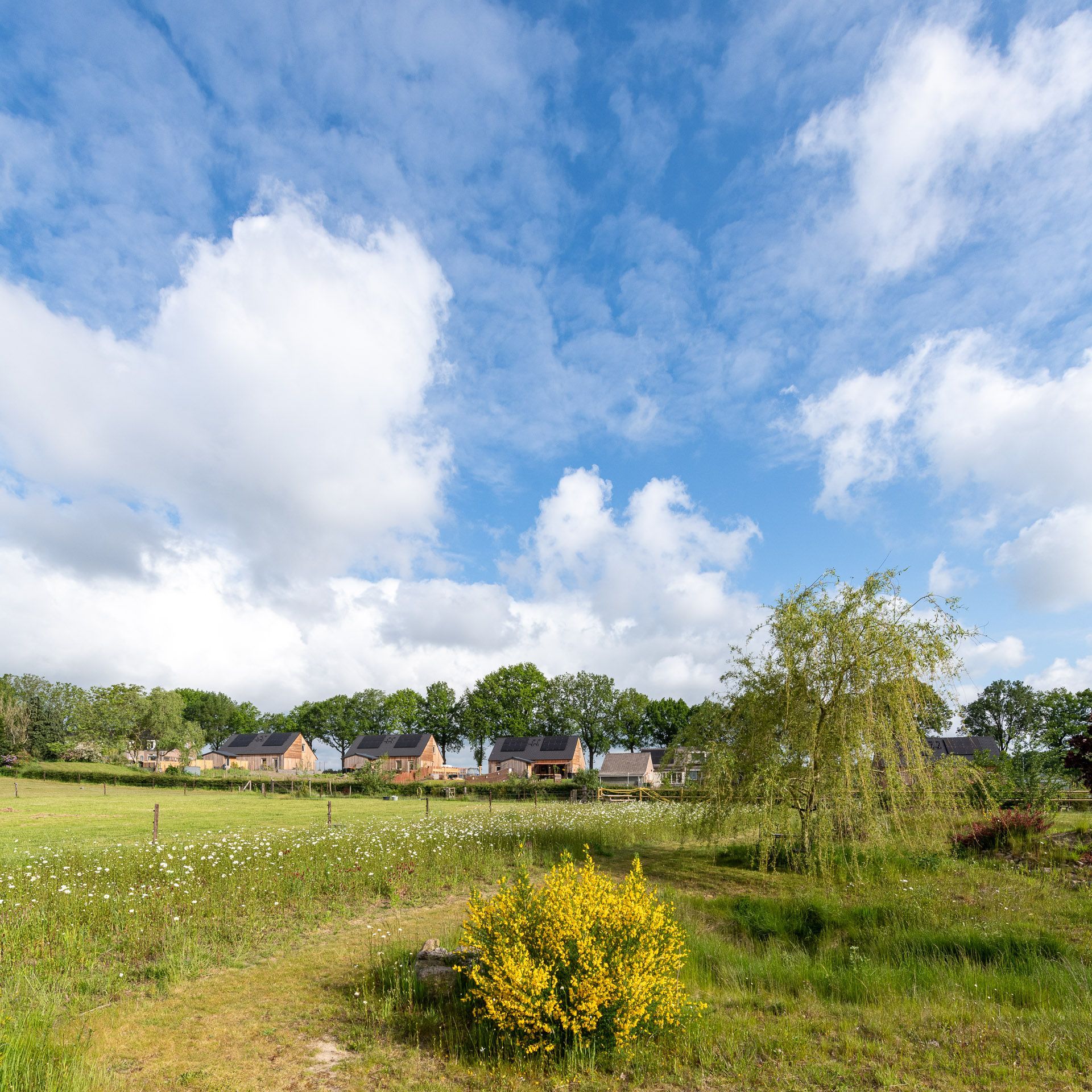 Groen veld met wilde bloemen en gele struiken, huizen op de achtergrond onder een blauwe hemel met wolken.