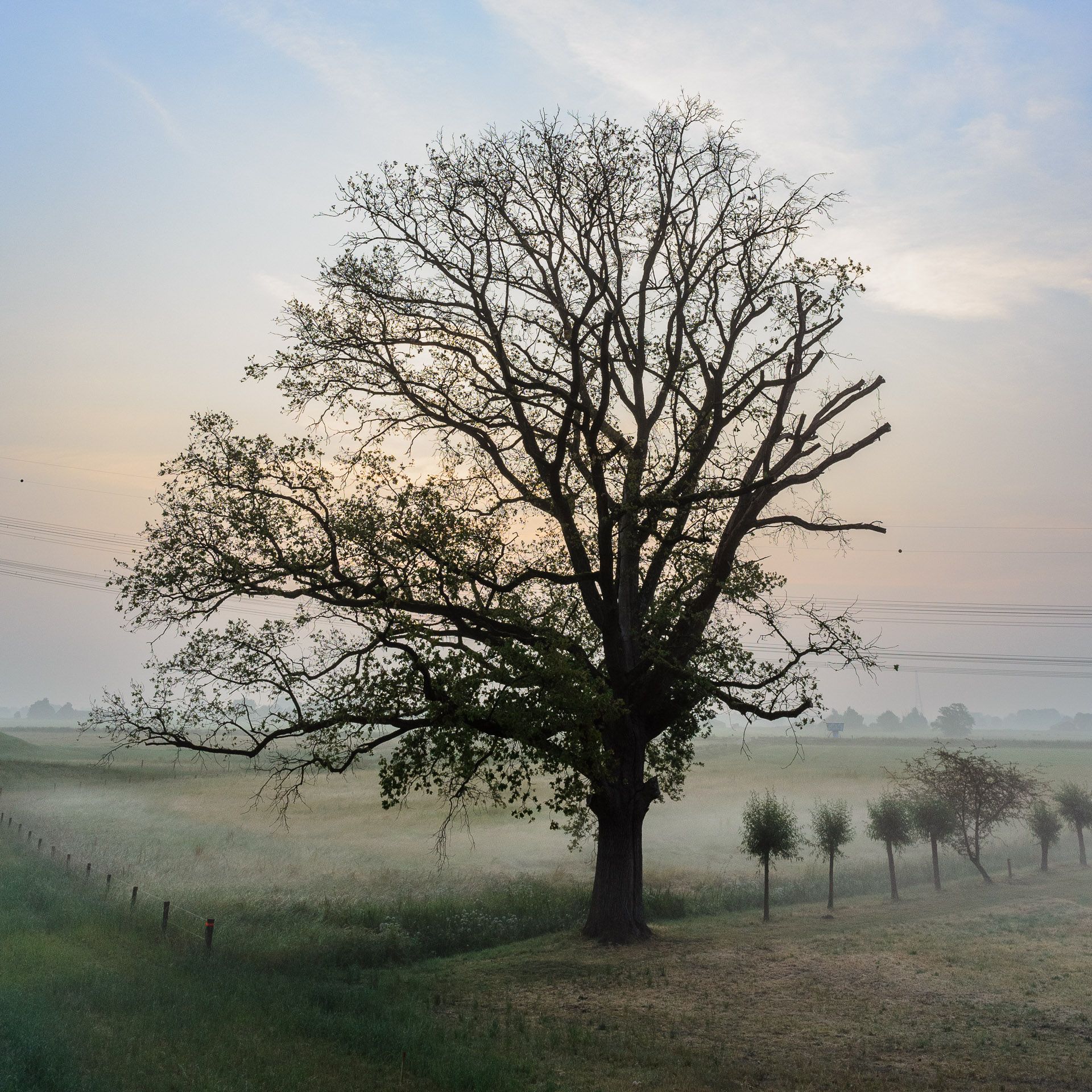 Een eenzame boom in een mistig veld bij zonsopgang. Kale takken met nieuwe bladeren, een mistig landschap, vogels die vliegen.