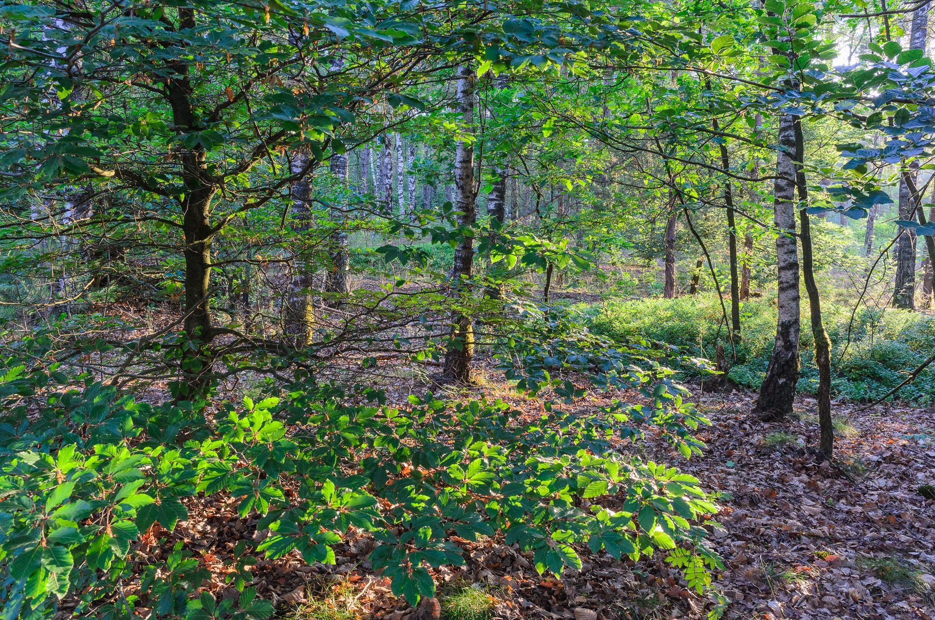 Bos met stralen van de ochtend zon tussen de bladeren door, ©Walter Frisart FOTOwerk Bouwkunst Fotograaf