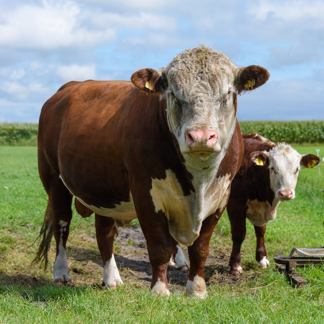 Een bruin-witte Hereford-stier met koe staat op een zonnige dag in een grasveld.
