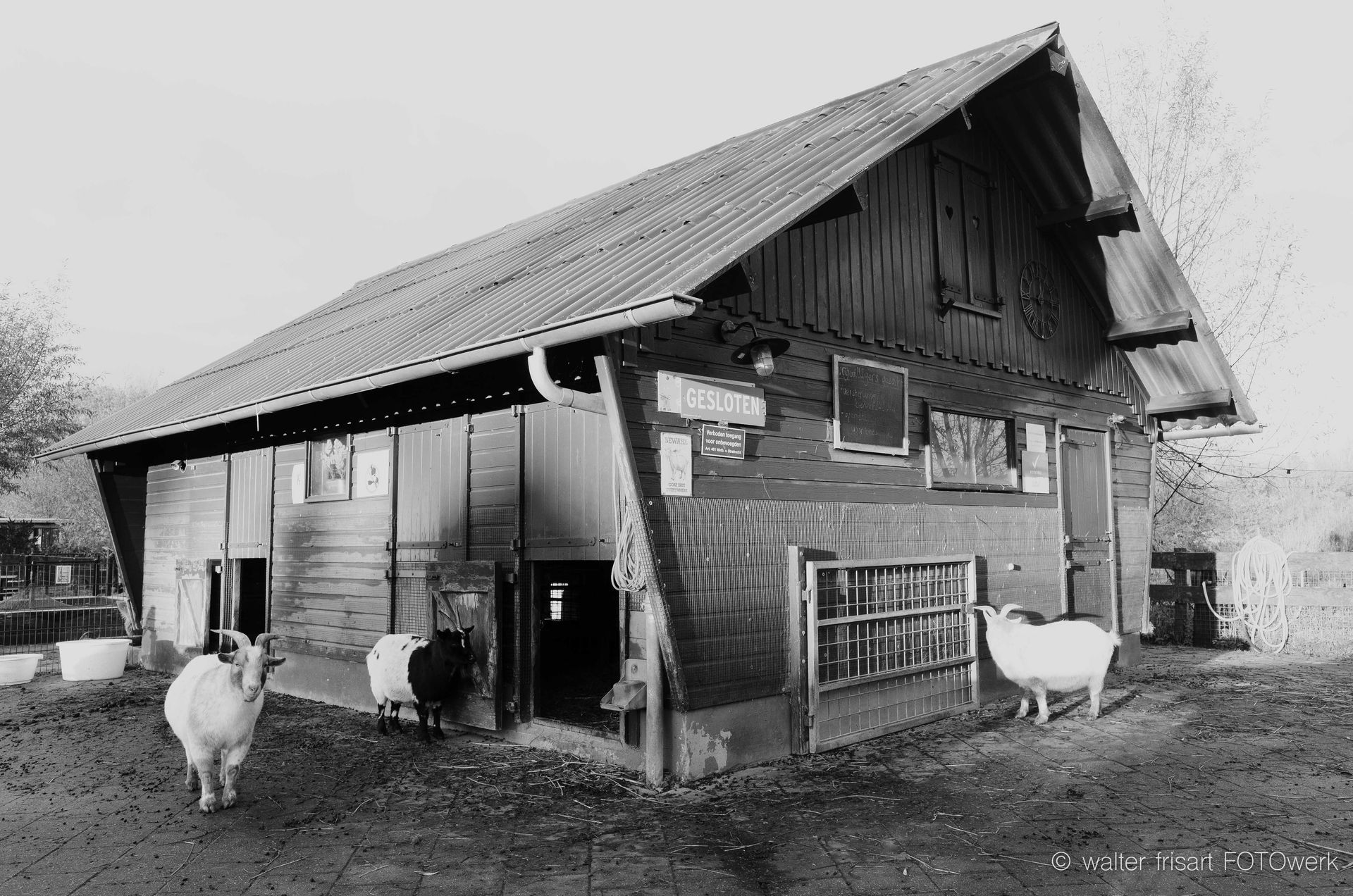 Goat with black and white markings, looking directly at the camera with curved horns, on a concrete surface.