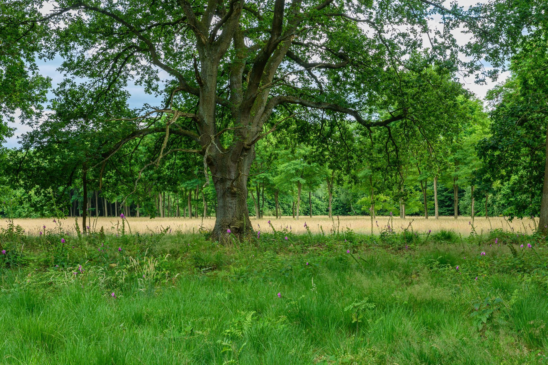 Een hoge boom met groene bladeren, voor een goudkleurig veld en een groen bos op een gedeeltelijk bewolkte dag.