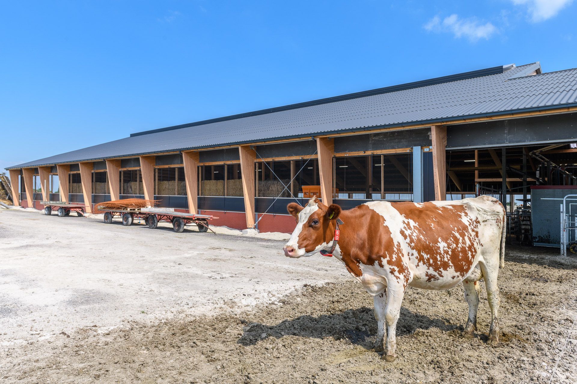 Garmerwolde Wigboldus Koe bij stal ©Walter Frisart FOTOwerk