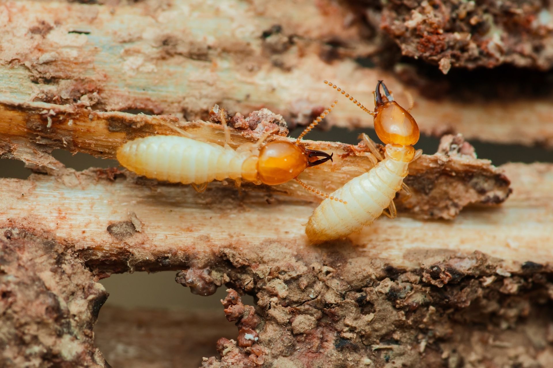 When Should I Get a Termite Inspection in Florida 