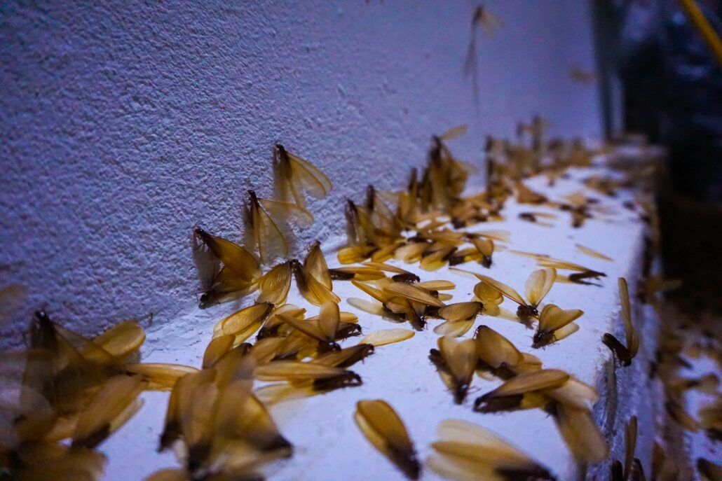 termite control broward county