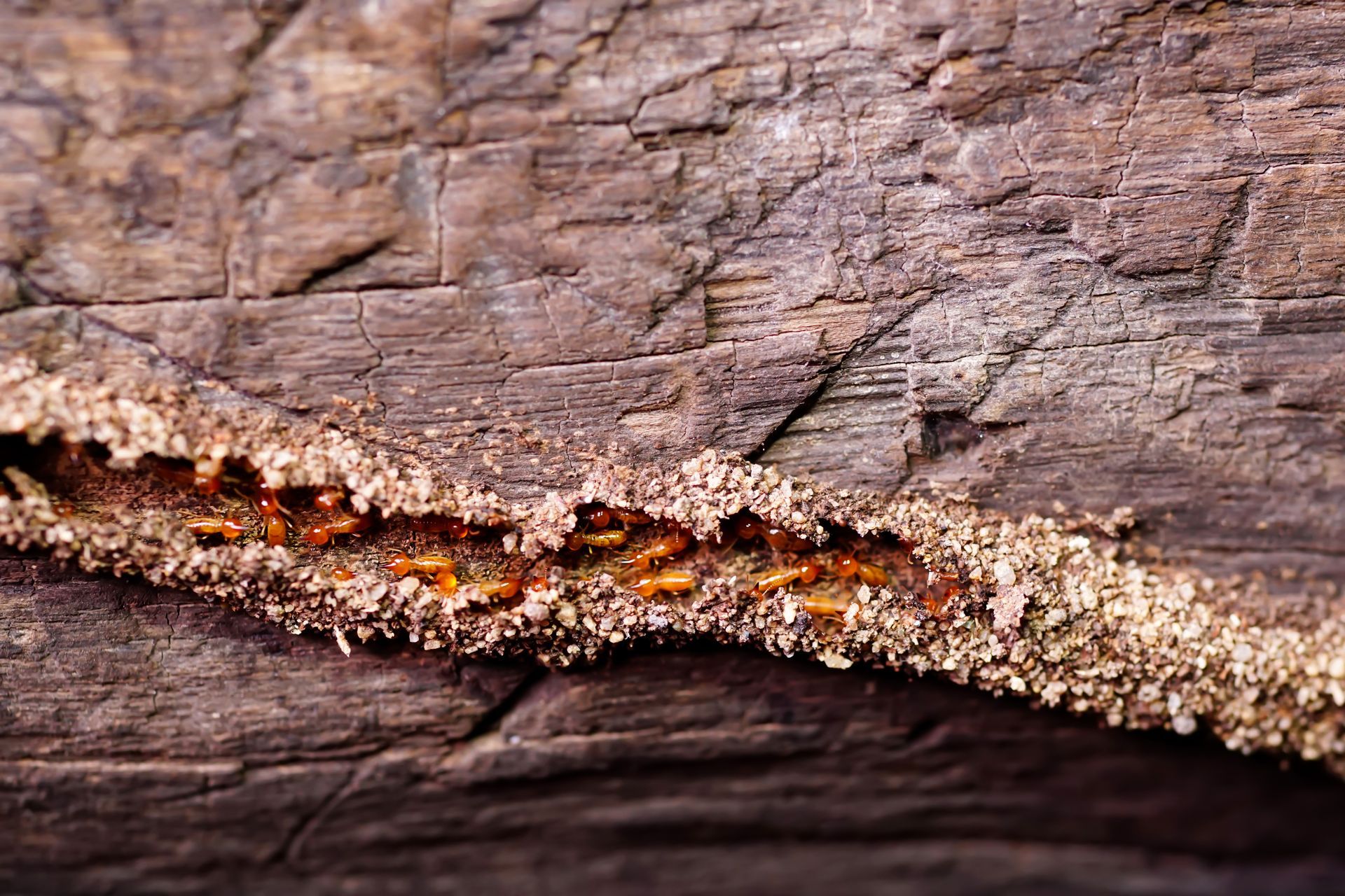 how much is a termite inspection in Florida