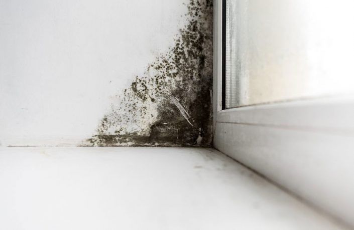 Mold inspection services in Florida for detecting mold growth, moisture issues, and indoor air quality problems