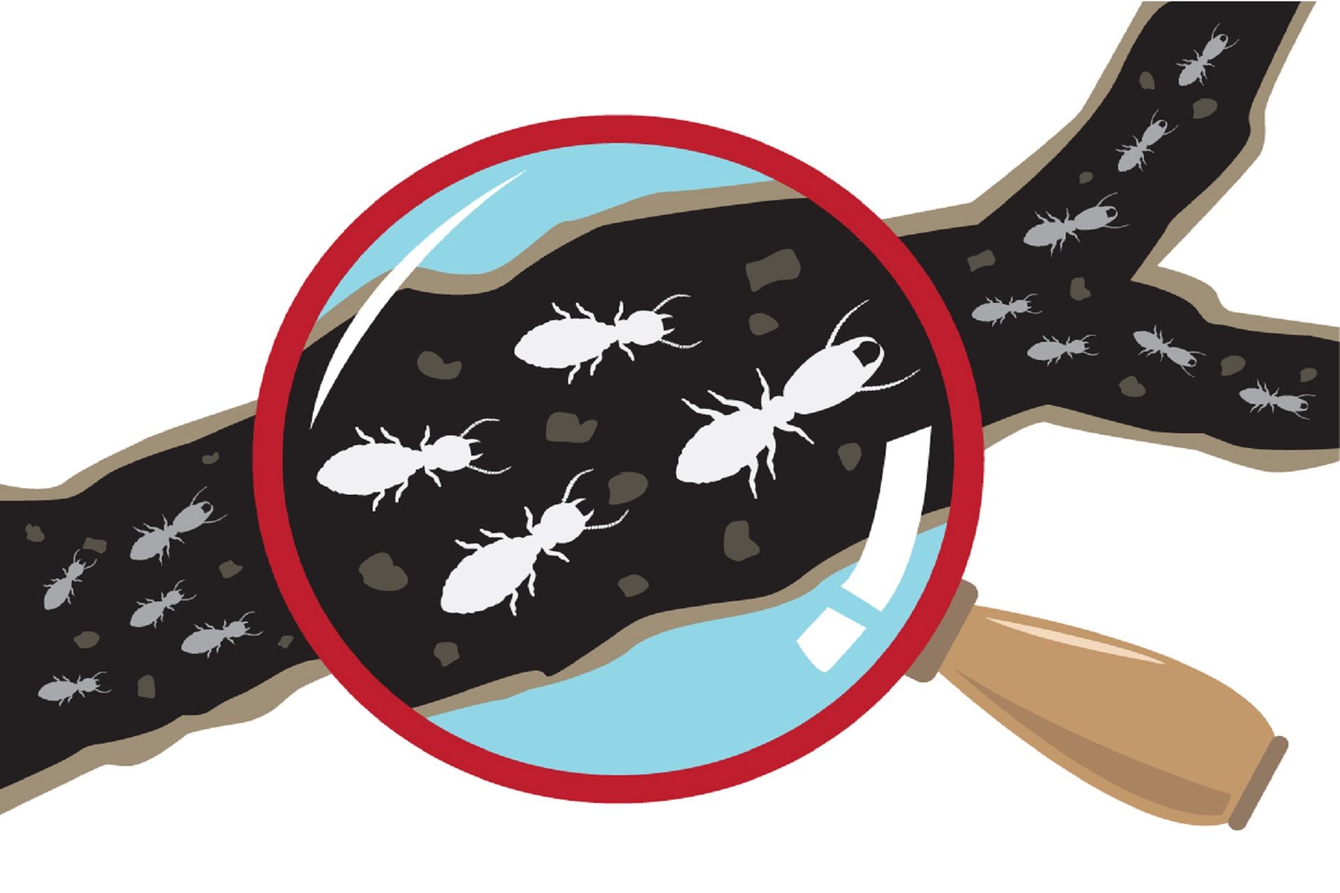 Termite Inspection