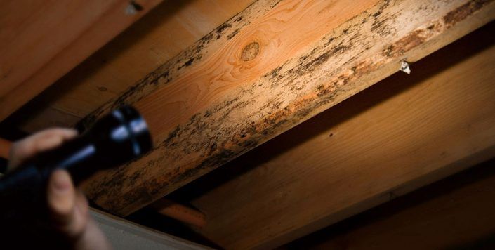 Termite inspection services in Florida for detecting wood destroying insects and protecting residential properties