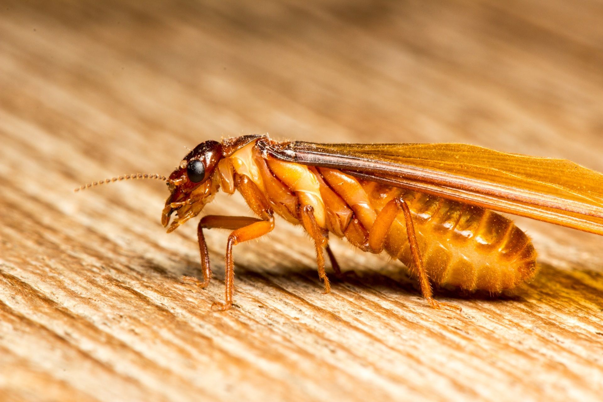 termites eating wood