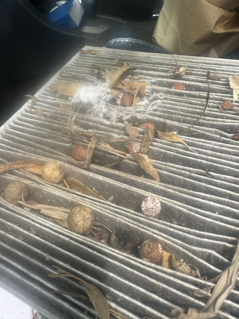 A Close Up of a Dirty Air Filter in a Car — Cool Cats Auto Air in Urangan, QLD