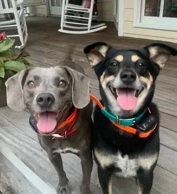 Two dogs standing next to each other on a porch with their tongues out