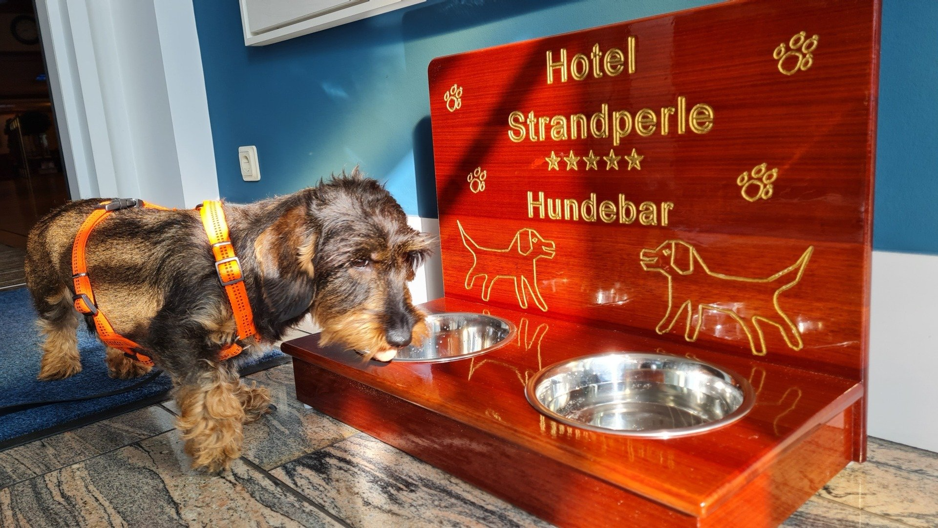 Ein Hund steht neben einem hölzernen Hundenapf.