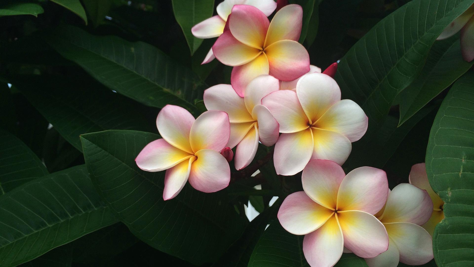 A bunch of pink and white flowers are growing on a tree.