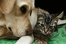 Medicines for dogs
Medicines for cats
Antibiotics for dogs
Antibiotics for cats