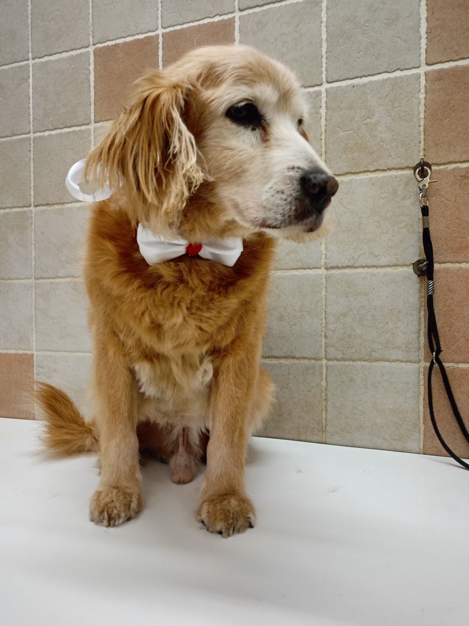 Un golden retriever con un papillon bianco è seduto, guardando di lato, contro una parete piastrellata.