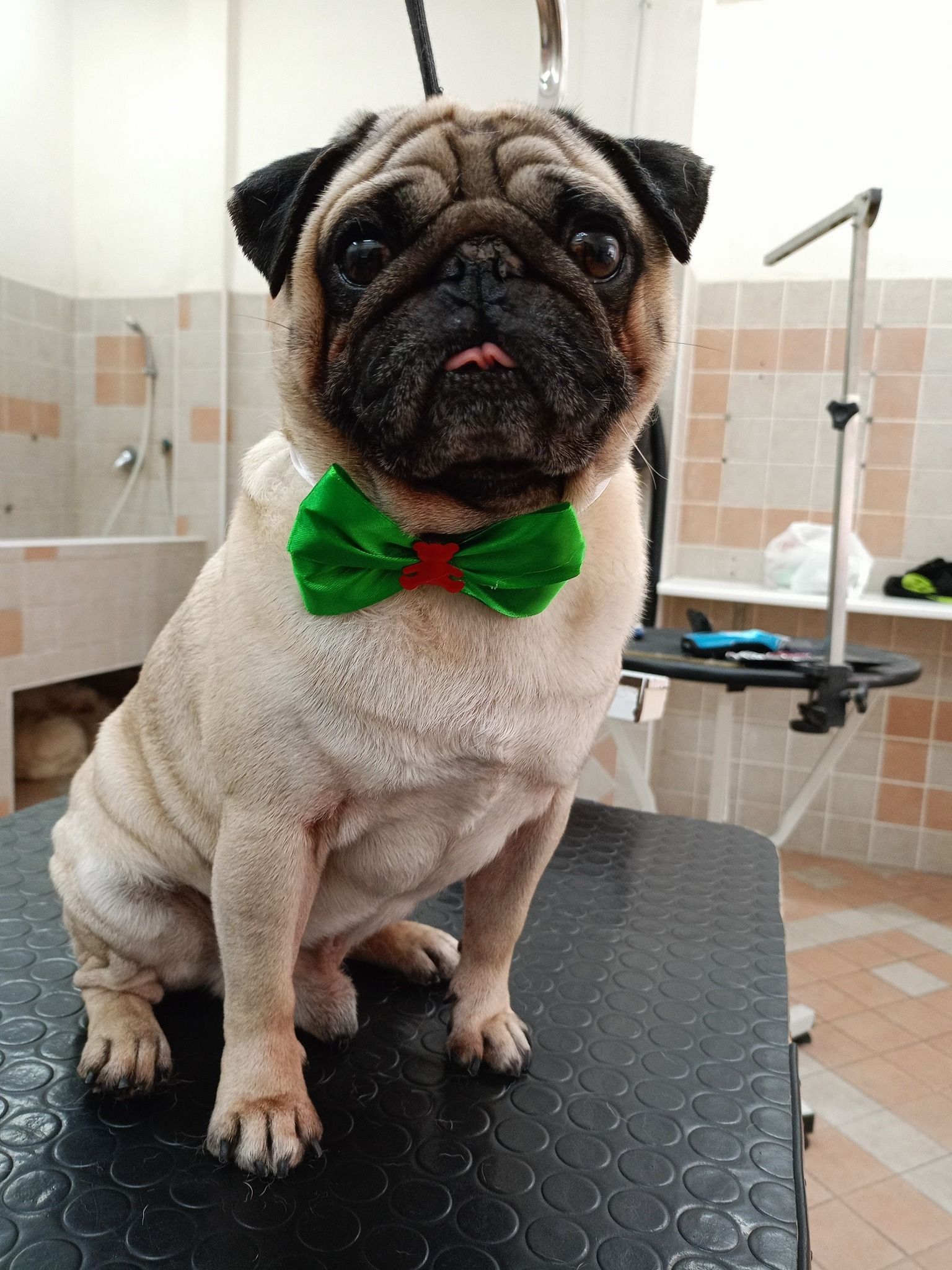 Un carlino con un papillon verde è seduto su un tavolo da toelettatura. Guarda dritto nella telecamera.