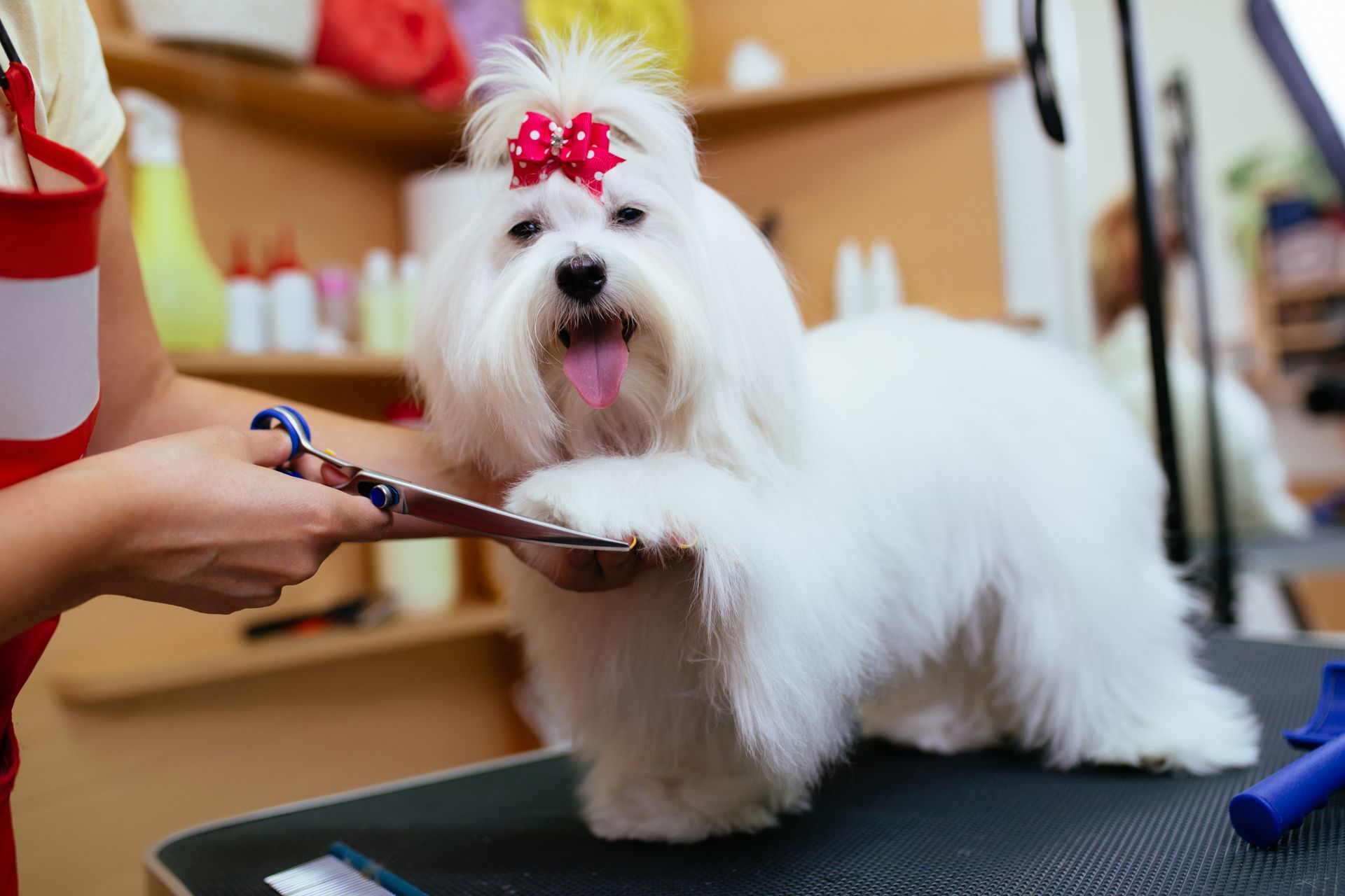 Toelettatore che taglia la zampa di un cane bianco con le forbici su un tavolo da toelettatura. 