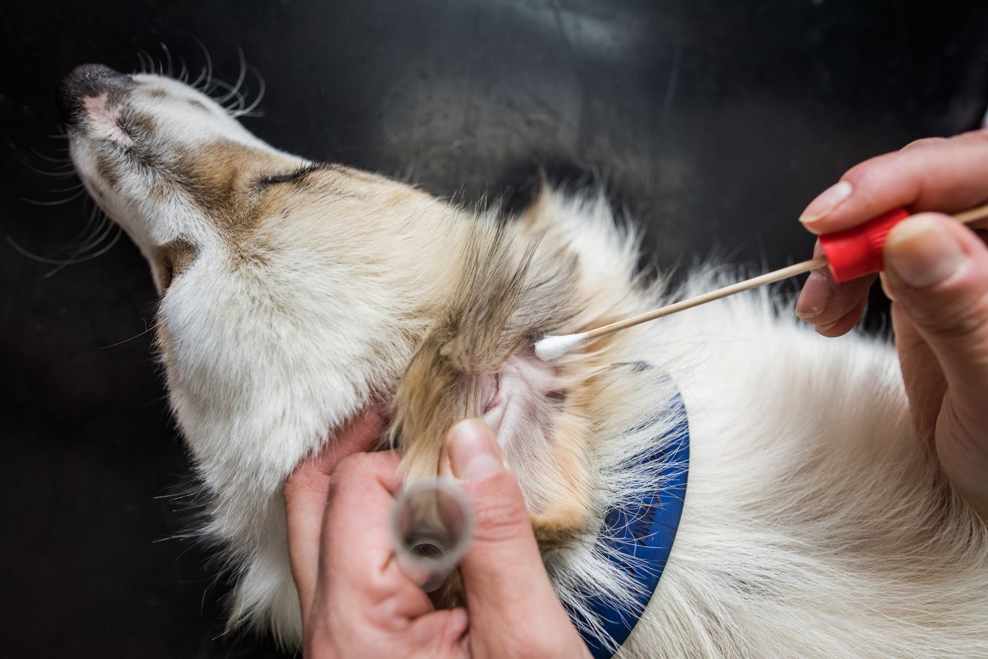 Una persona pulisce l'orecchio di un cane con un cotton fioc in un ambiente clinico.