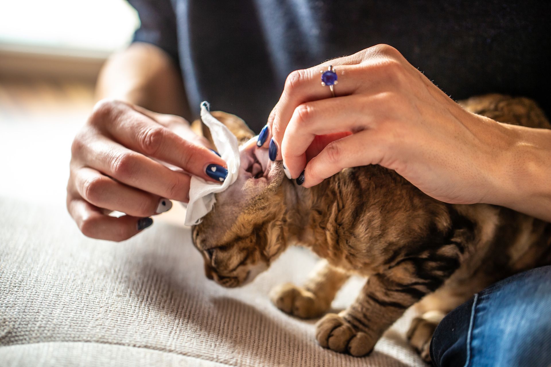 Persona che pulisce l'orecchio di un gatto marrone con una salvietta bianca; in un ambiente interno, su una superficie beige.