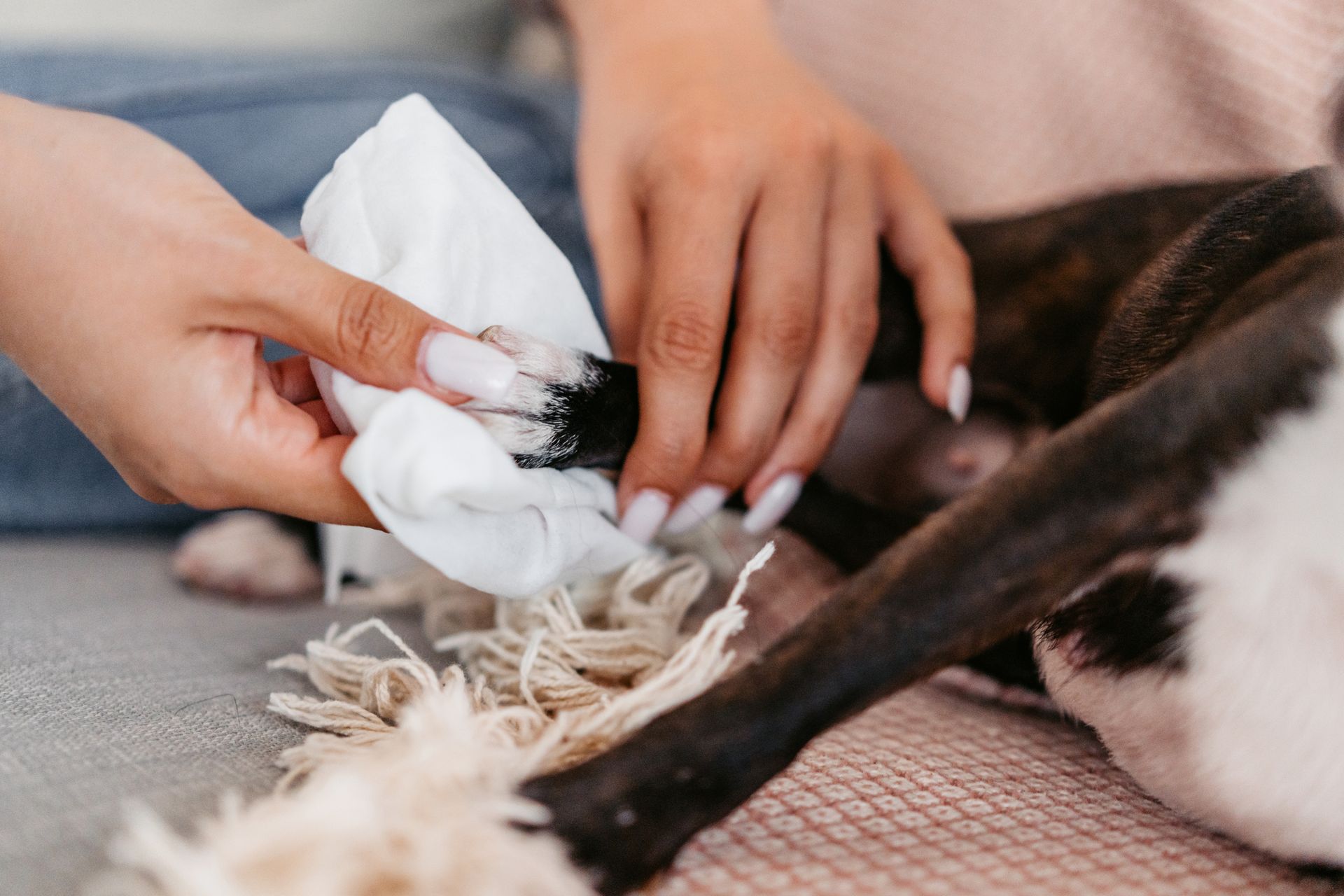 Persona che pulisce la zampa di un cane con un panno bianco, seduta su un divano in casa.