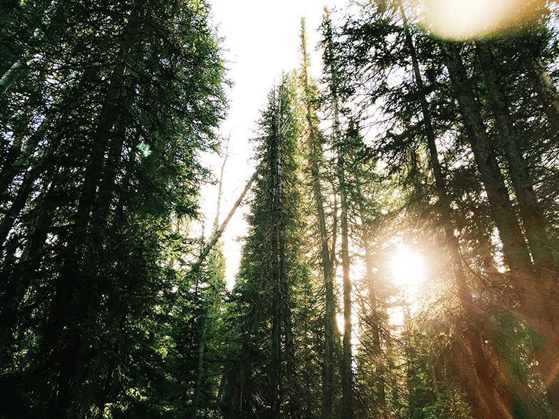 the sun is shining through the trees in the forest