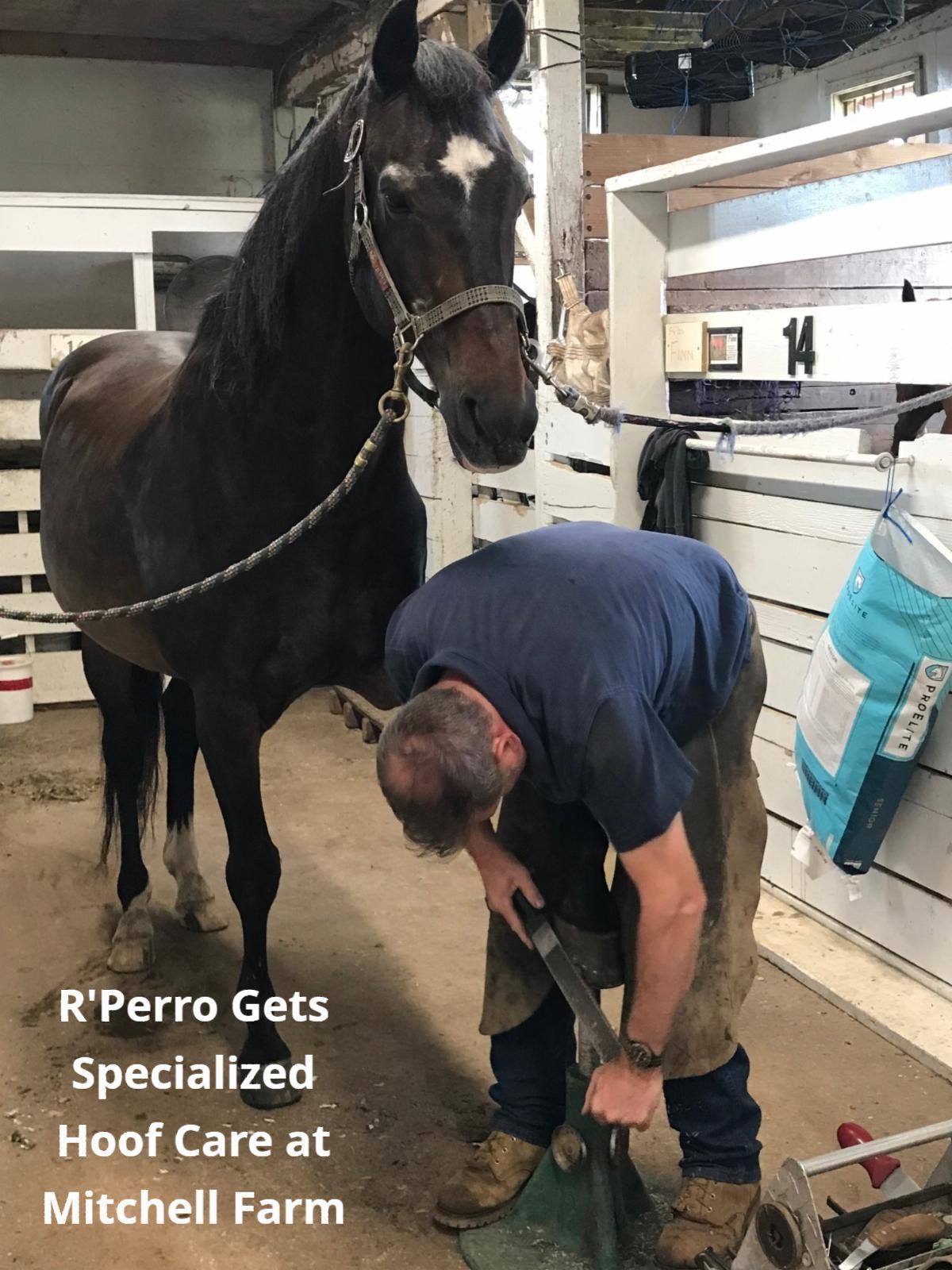 Brennan Equine Welfare Fund's 2022 Grant Recipients