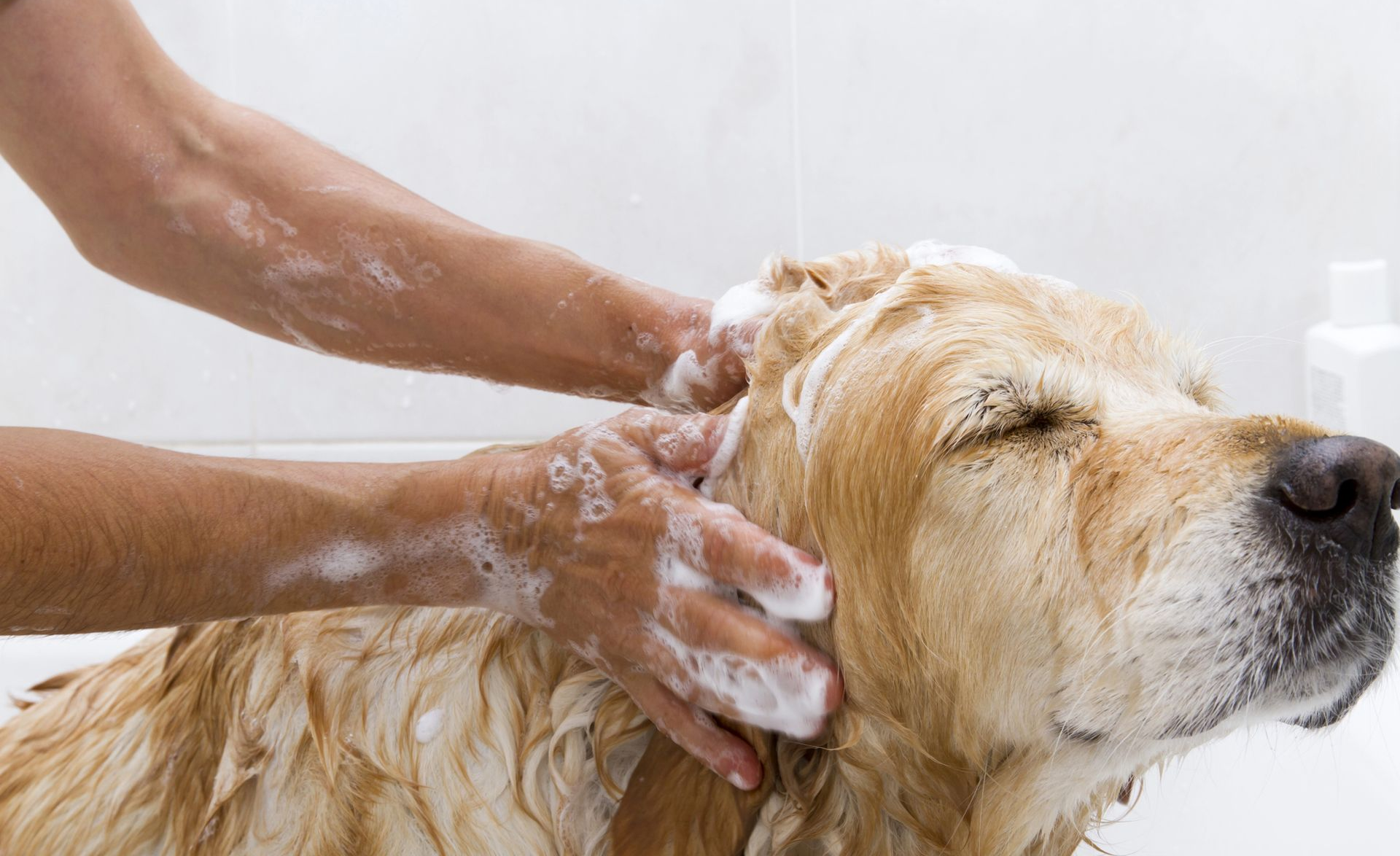 Pet Bath in Melbourne, FL Pet Bath in Melbourne, FL