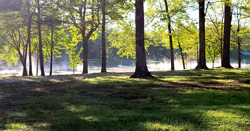 Morning Dew at Campground