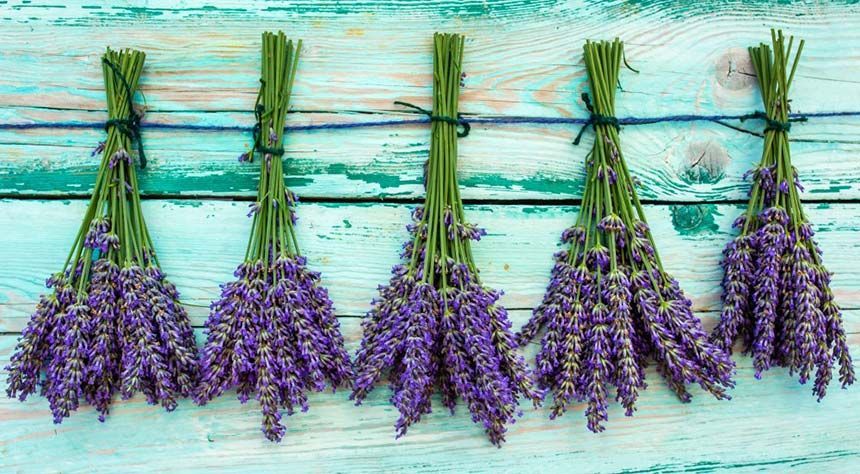 Lavender