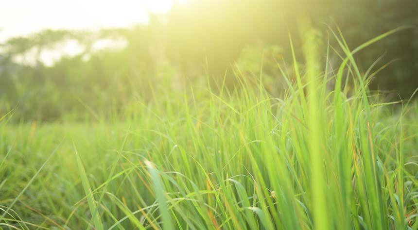 Photo of Lemongrass