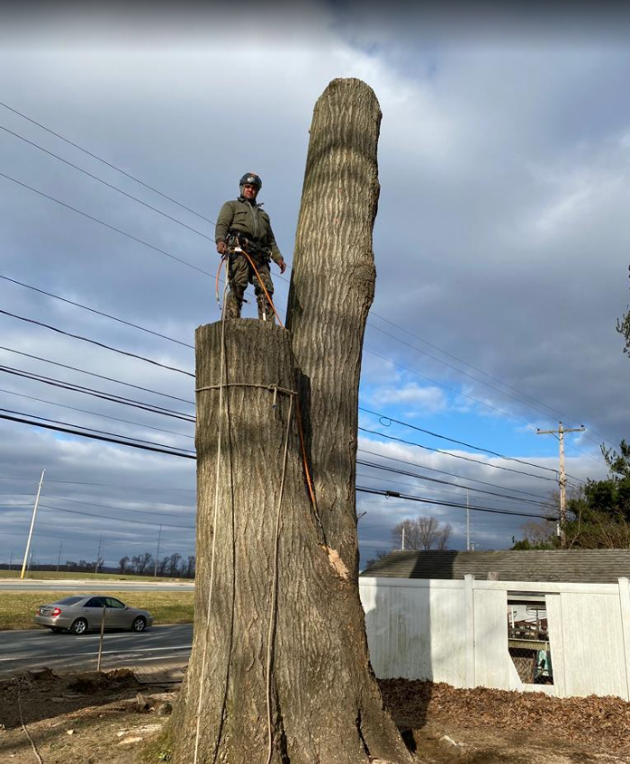 Man On Top Of Tree — Wilmington, DE — Golden Tree Landscaping & Tree Service