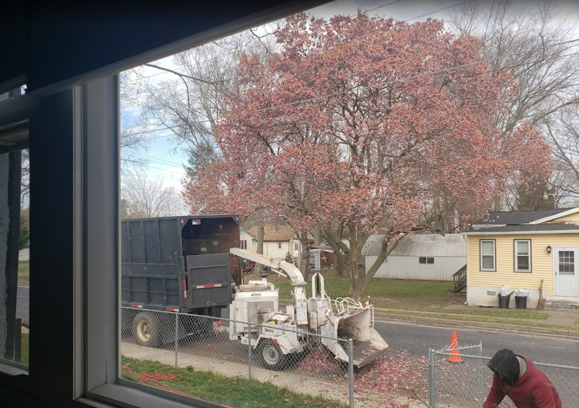 Vehicle In Front Of Big Tree — Wilmington, DE — Golden Tree Landscaping & Tree Service