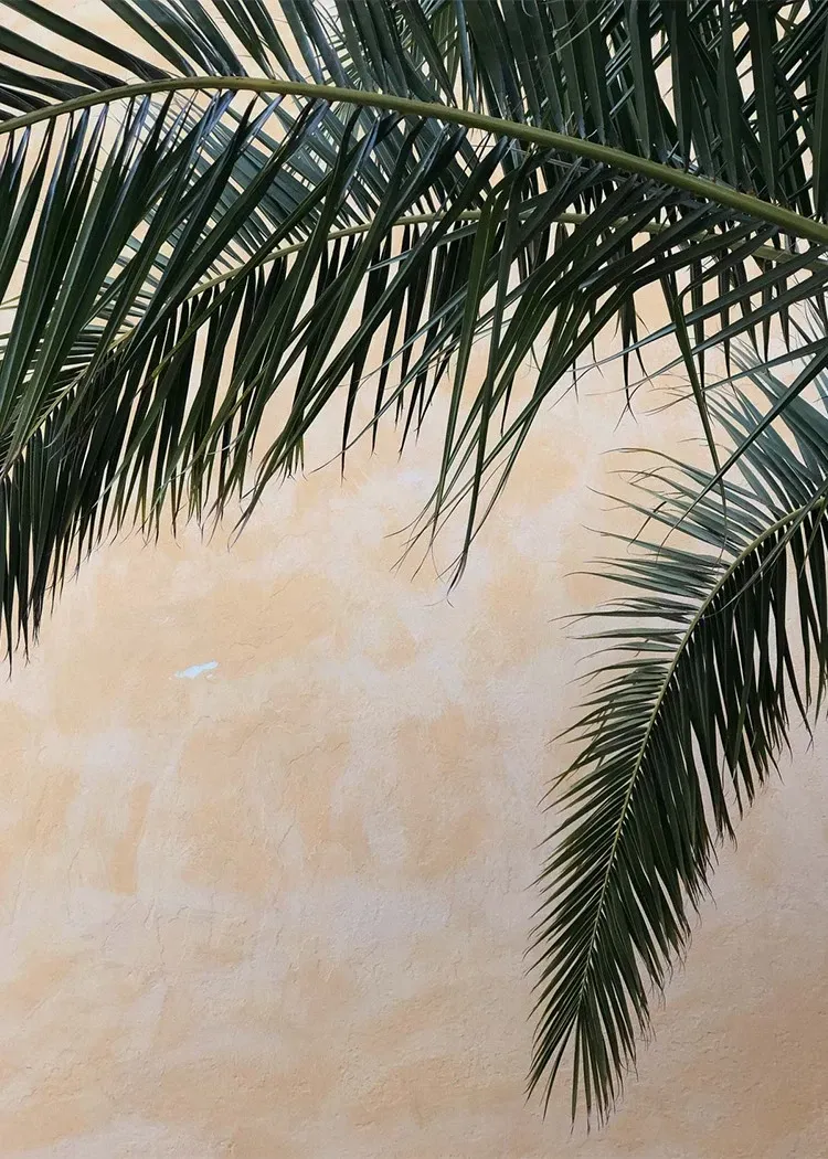 Palm tree fronds against a textured beige wall.
