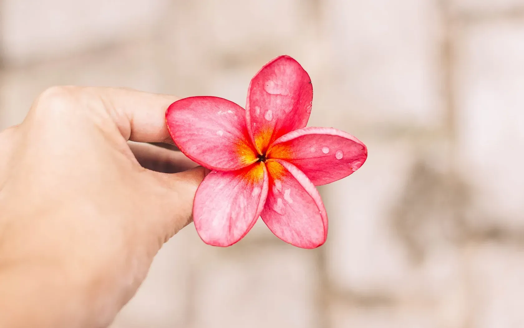 Hand holding a pink plumeria flower, orange center, against a blurred light-colored stone background.