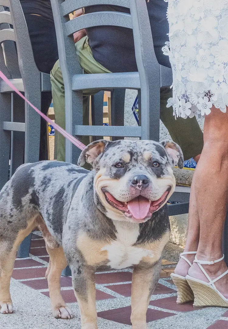 Smiling, spotted dog on a pink leash, next to a person's legs in sandals and a partially visible outdoor seating area.