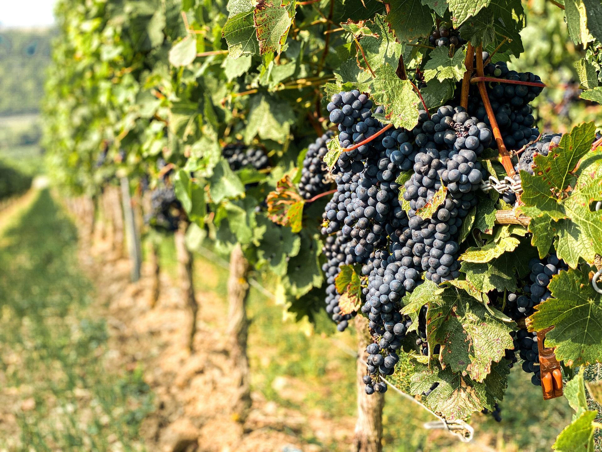 Grapes hanging on vines in a sunlit vineyard, with rows of green leaves and dry soil— Mudgee Passenger Transport in Mudgee, NSW