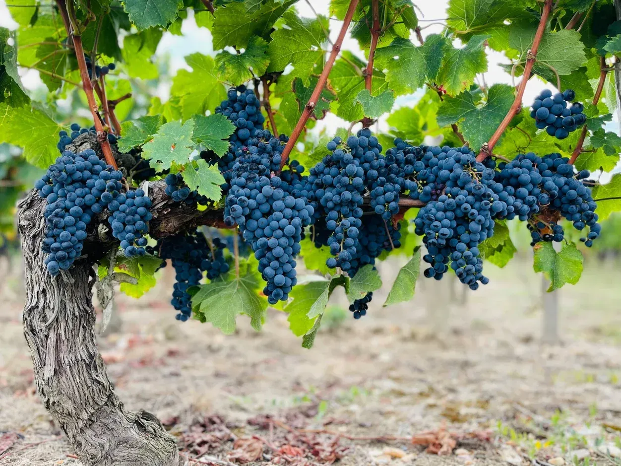 A Mature Grape Vine With Thick, Gnarled Wood — Mudgee Passenger Transport in Mudgee, NSW