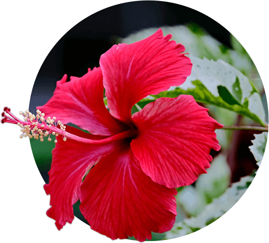 HAWAII'S GIFT BASKETS: A GIFT THAT KEEPS ON GIVING