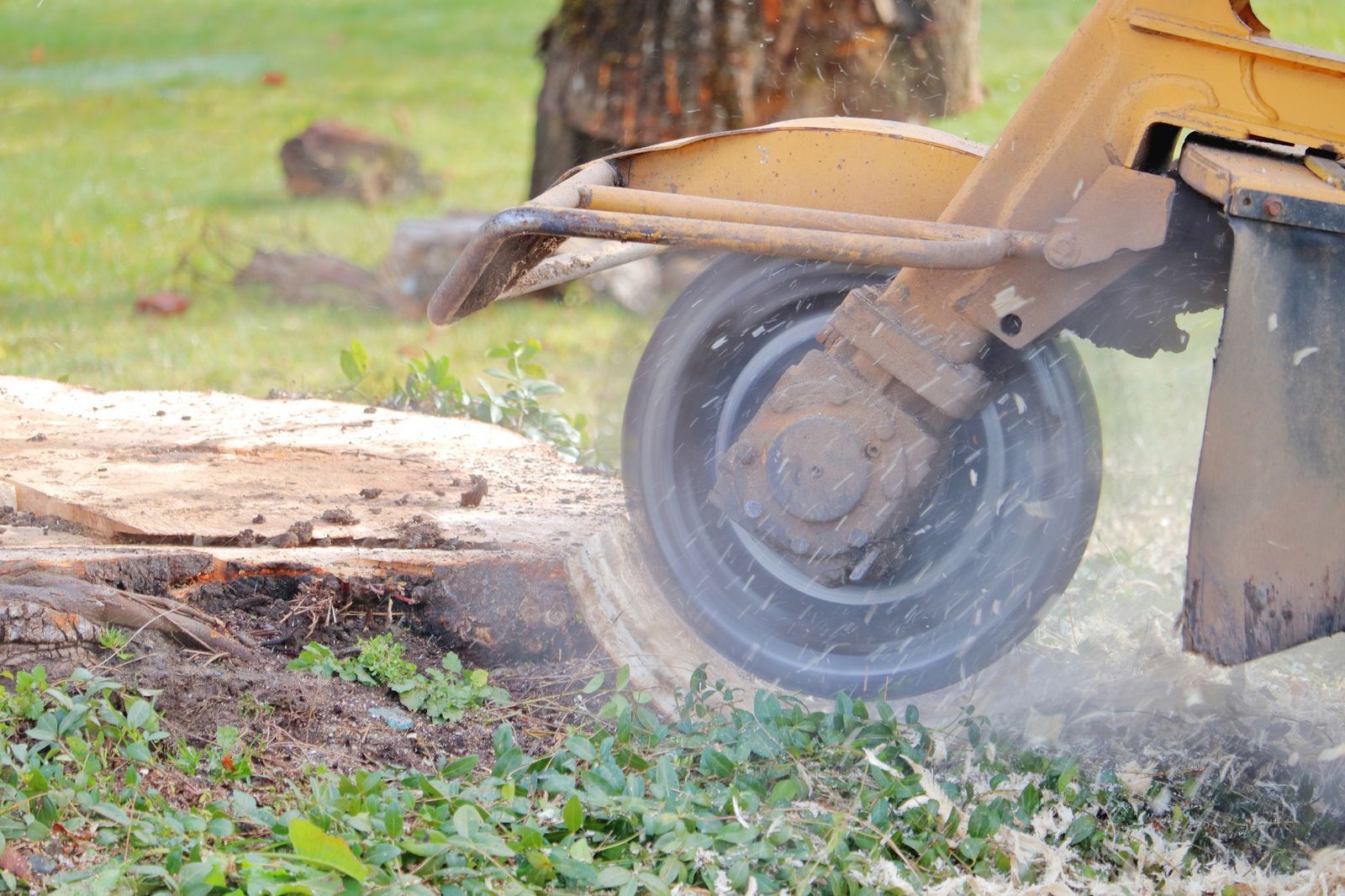 Uprooted tree lying on a grassy lawn. Close-up of a mower wheel cutting grass, with clippings spraying near a tree trunk.
