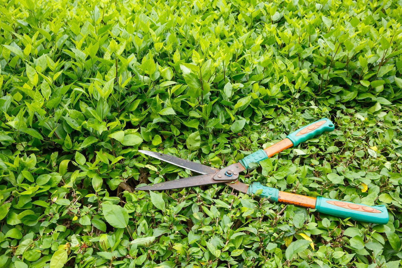 Uprooted tree lying on a grassy lawn. Green wheelbarrow filled with flowers and garden tools on a grassy lawn